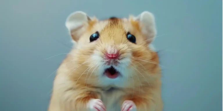 Hamster Kombat airdrop detaylarını açıkladı ve neredeyse herkesi kızdırdı